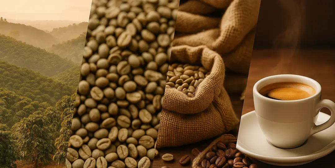 filiera-del-caffè-Caffè-Semplice-shop-online-caffè-espresso